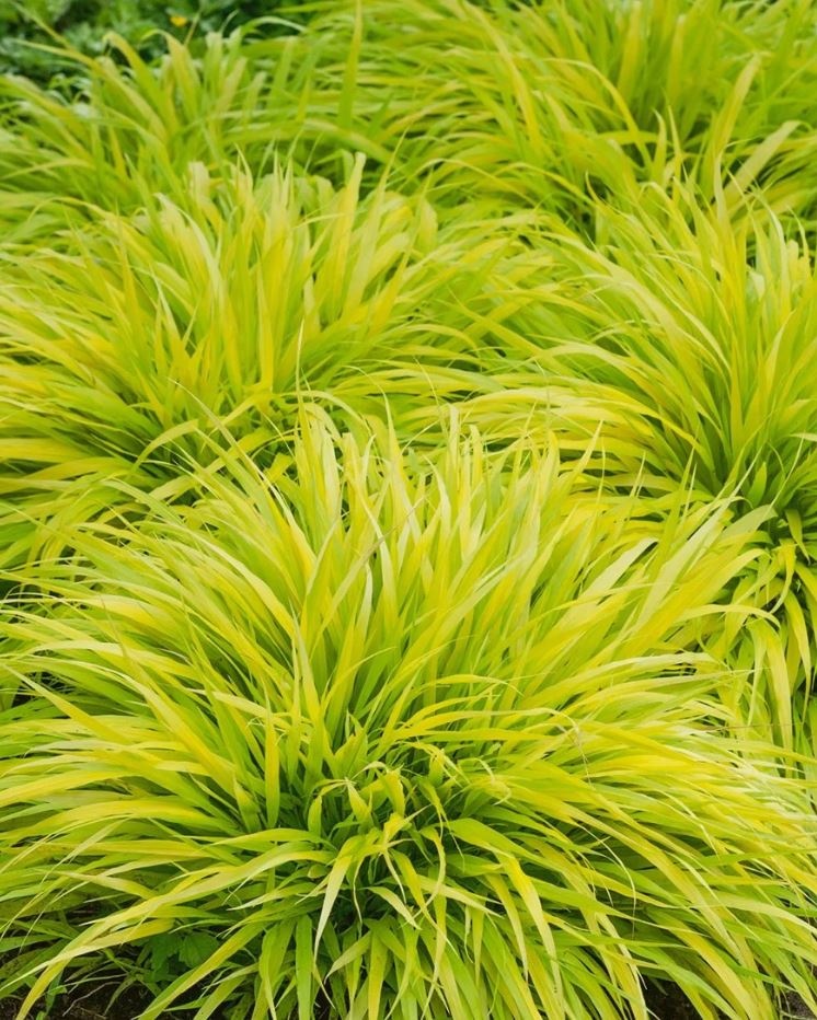 Hakonechloa macra 'All Gold'